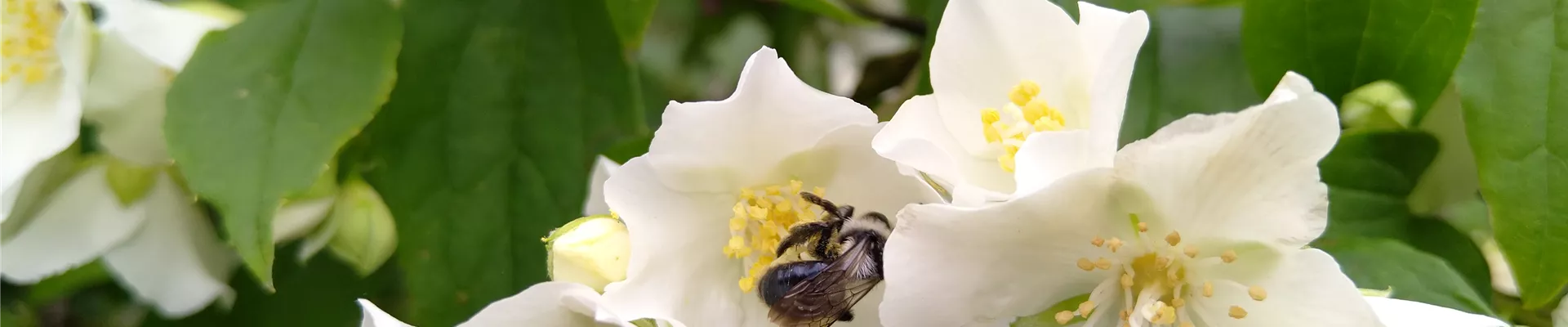 Philadelphus coronarius Biene (2)