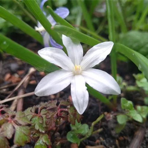 Chionodoxa luciliae Alba*, 20 St.