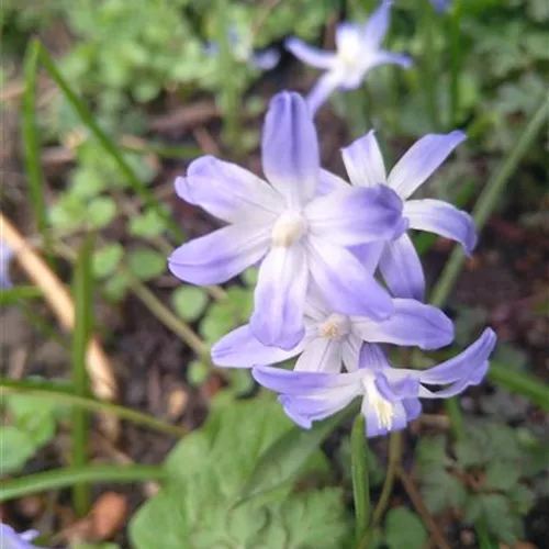 Chionodoxa luciliae*, 20 St.