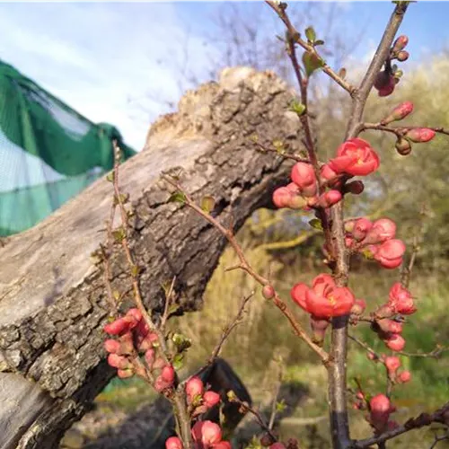 Chaenomeles Friesdorfer Typ 205