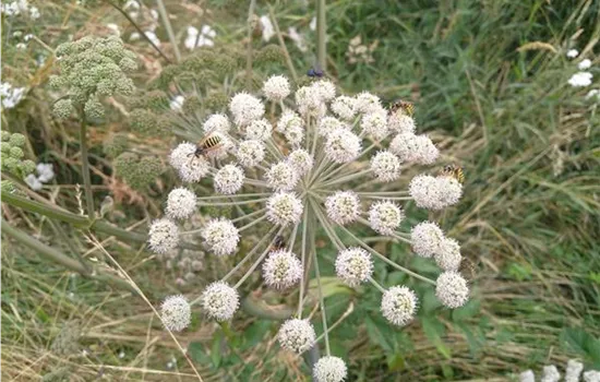 Angelica sylvestris