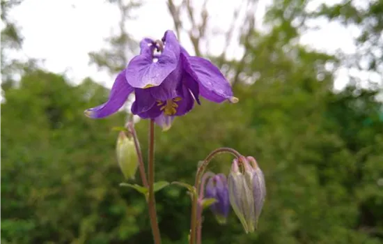 Aquilegia vulgaris