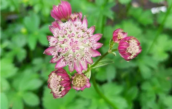 Astrantia major Lars