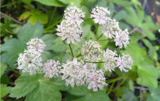 Astrantia major