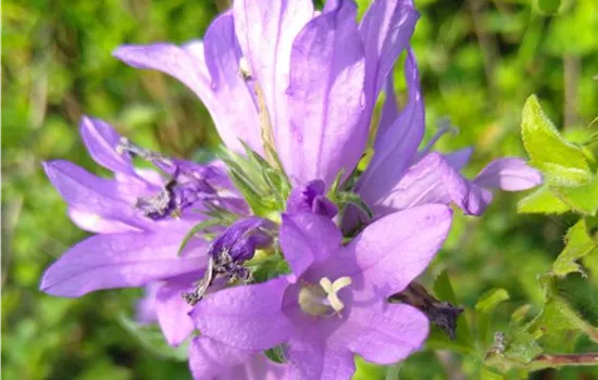 Campanula glomerata