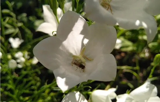 Campanula persicifolia Alba
