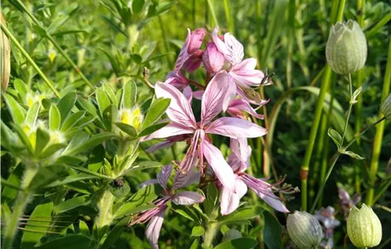 Dictamnus albus
