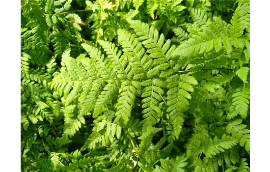 Dryopteris carthusiana