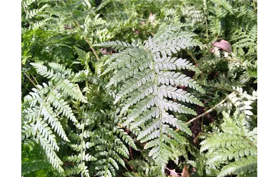 Polystichum braunii