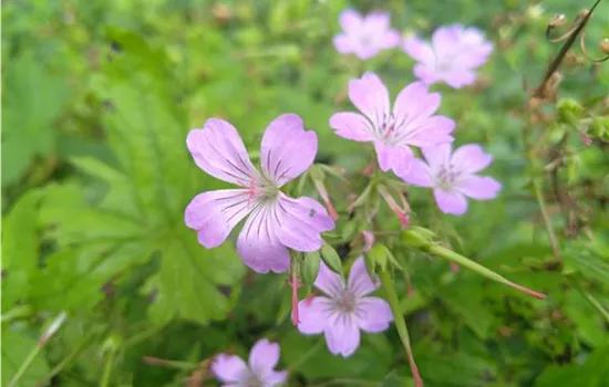 Geranium nodosum