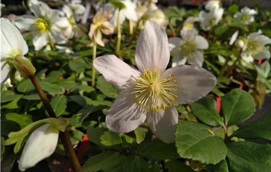 Helleborus niger