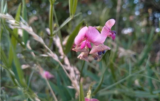 Lathyrus sylvestris