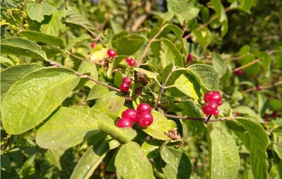 Lonicera xylosteum