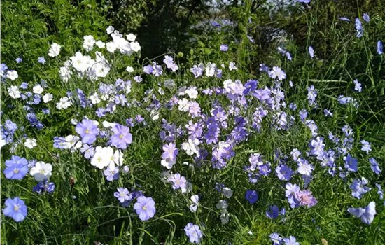 Linum perenne