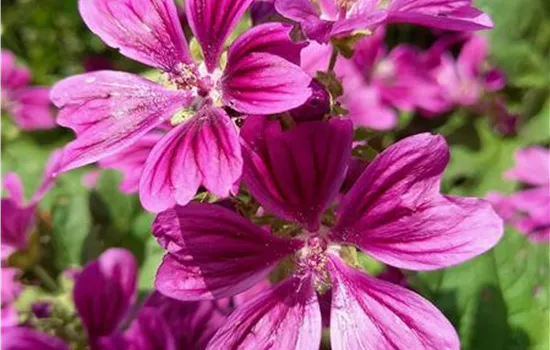 Malva sylvestris