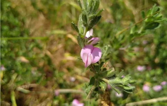 Ononis spinosa