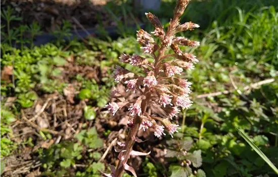 Petasites hybridus