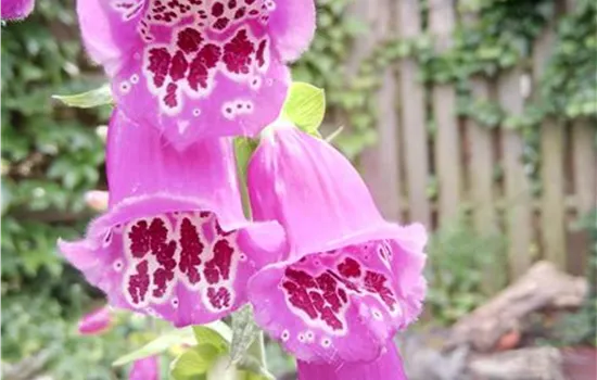 Digitalis purpurea