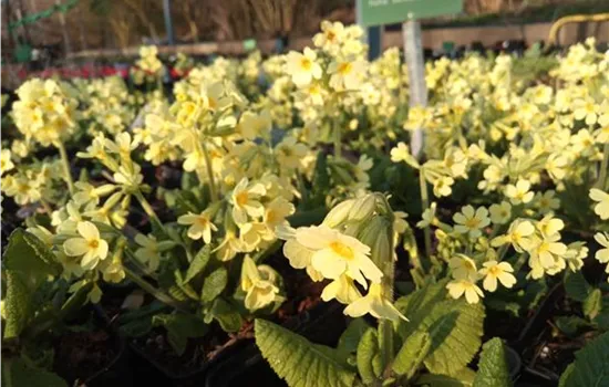 Primula elatior