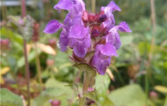Prunella grandiflora