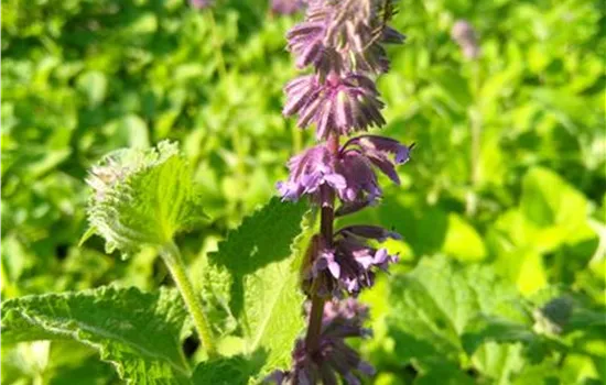 Salvia verticillata