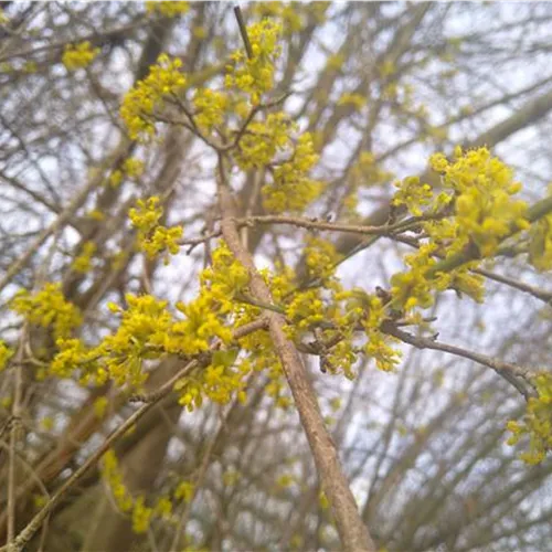 Cornus mas Jolico