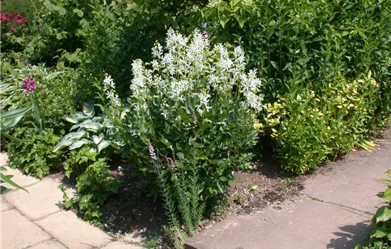 Dictamnus albus var. Albiflorus