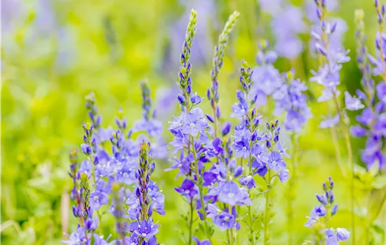 Veronica teucrium