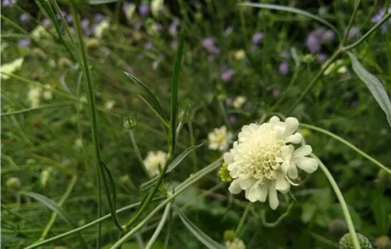 Scabiosa ochroleuca