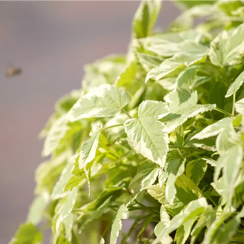 Aegopodium podagraria Variegata