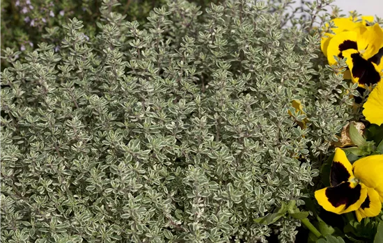 Thymus vulgaris ssp fragrantissimus