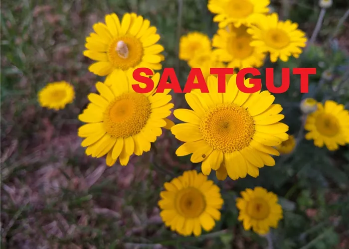 Anthemis tinctoria (SA 10qm)*