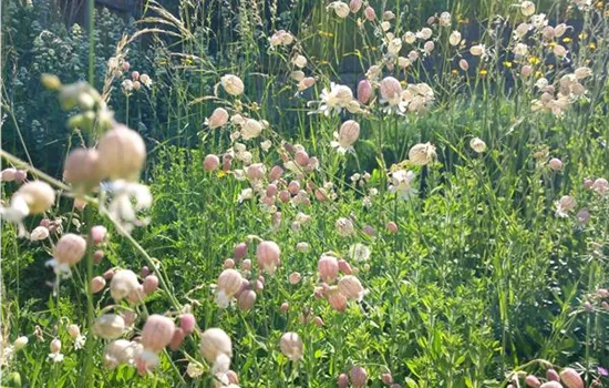 Silene vulgaris