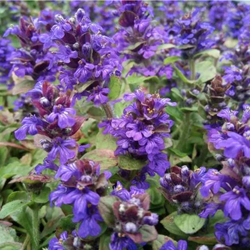 Ajuga reptans*