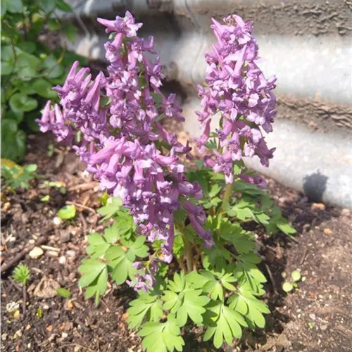Corydalis bulbosa (cava)*, 1St.