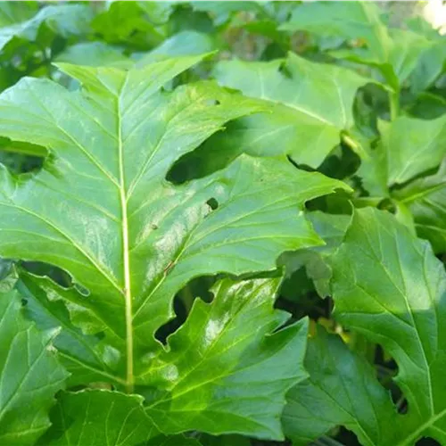 Acanthus mollis*