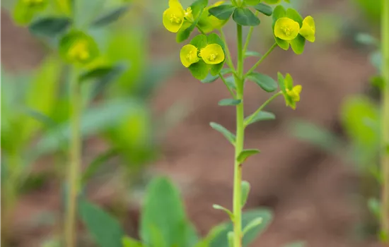 Euphorbia amygdaloides ssp. Robbiae