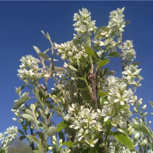 Amelanchier ovalis* ab 2028 Lieferbar