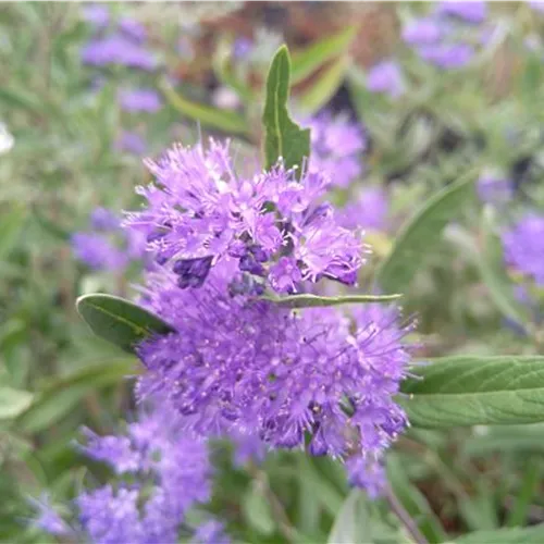Caryopteris clandonensis Kew Blue