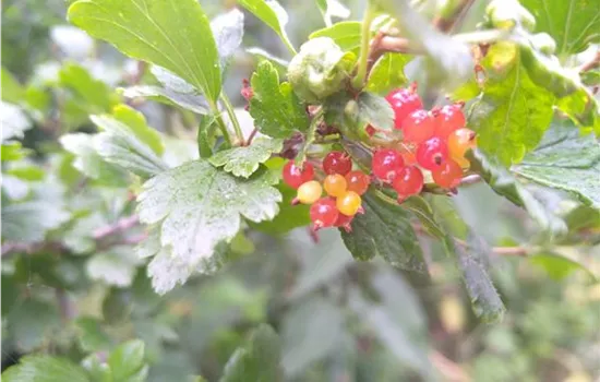 Ribes alpinum