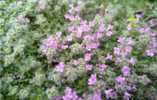 Thymus praecox var.pseudolanuginosus