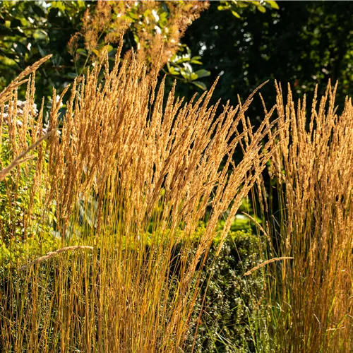Calamagrostis x acutifl. Karl Foerster