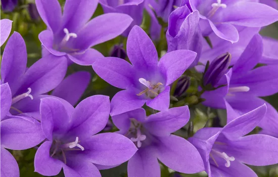 Campanula portenschlagiana