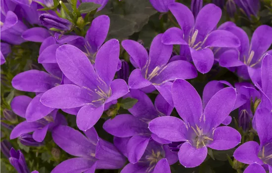 Campanula poscharskyana