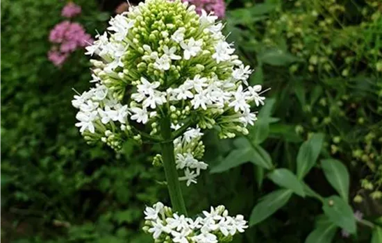 Centranthus ruber Albus