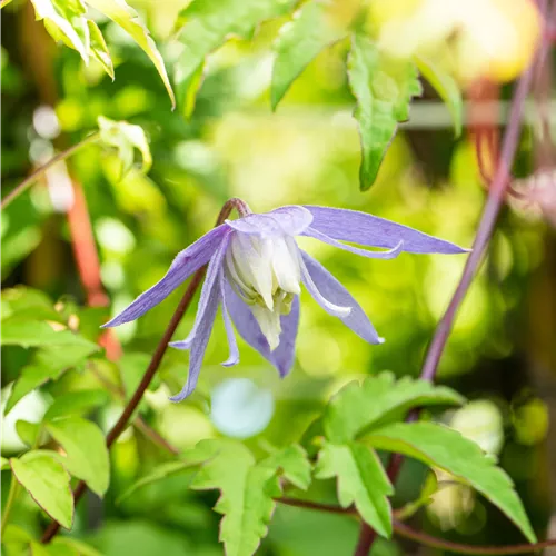 Clematis alpina*