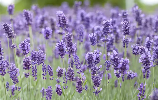 Lavandula angustifolia Hidcote Blue