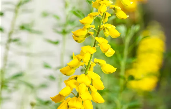 Cytisus nigricans 'Cyni'