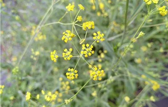 Bupleurum ranunculoides