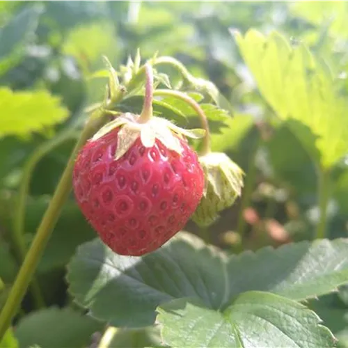 Fragaria Manille